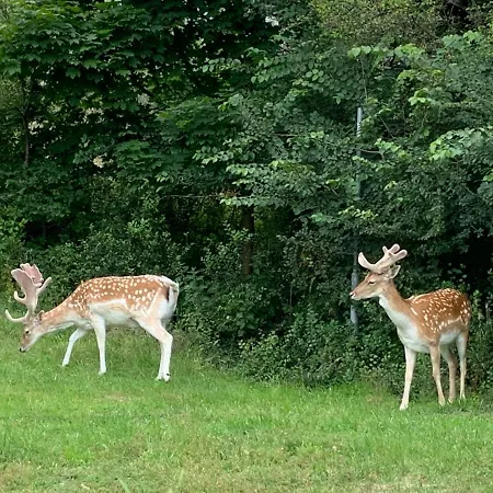 Tiny House In De Duinen Aan Zee *