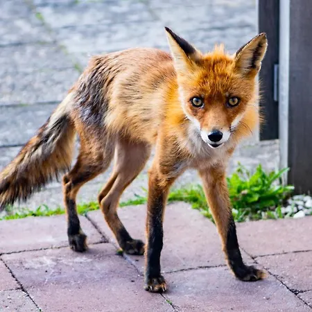 Tiny House In De Duinen Aan Zee * IJmuiden